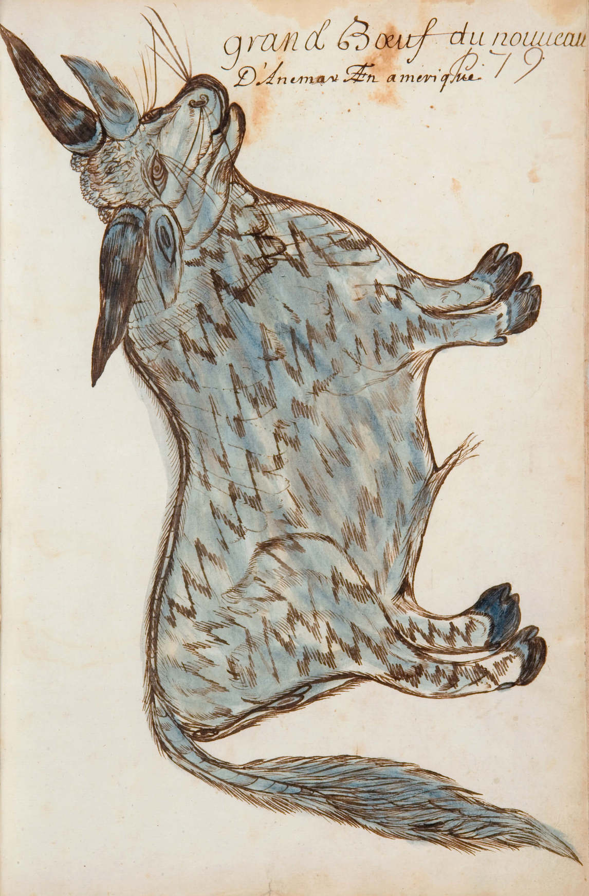 Art Canada Institute, Louis Nicolas, Large Ox of New Denmark in America (grand Boeuf du nouveau D’Anemar En amerique), Codex Canadensis