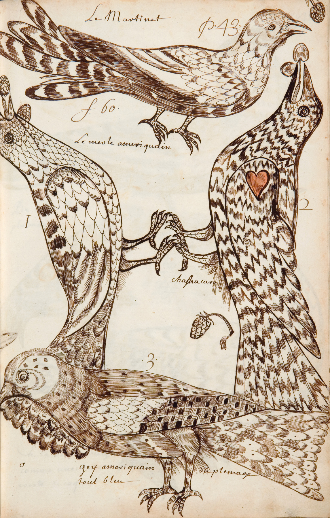 Art Canada Institute, Louis Nicolas, The Swift (Le Martinet), Codex Canadensis