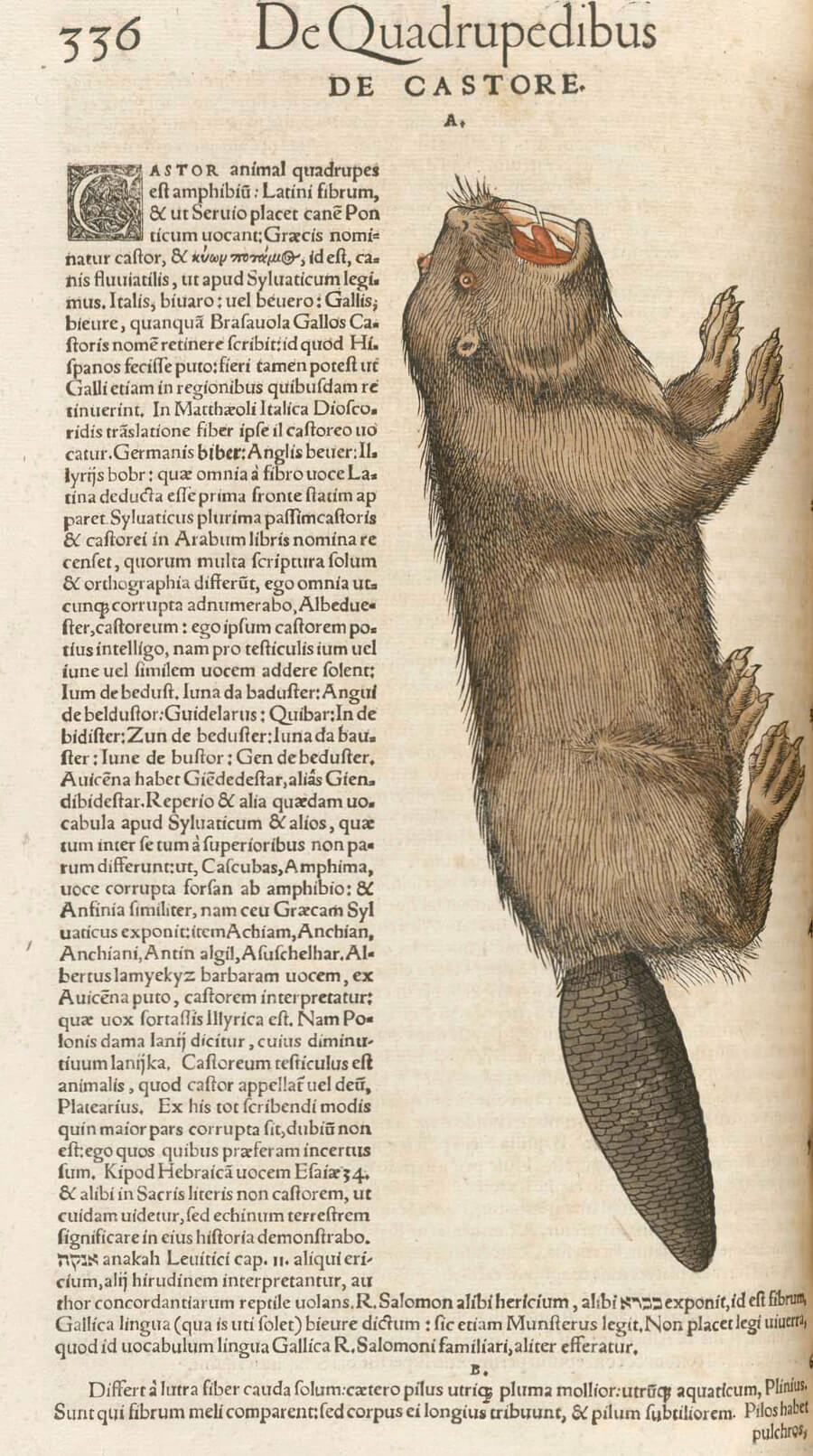 Art Canada Institute, Louis Nicolas, A depiction of the beaver in Conrad Gessner’s The History of Animals (Historiae Animalium)