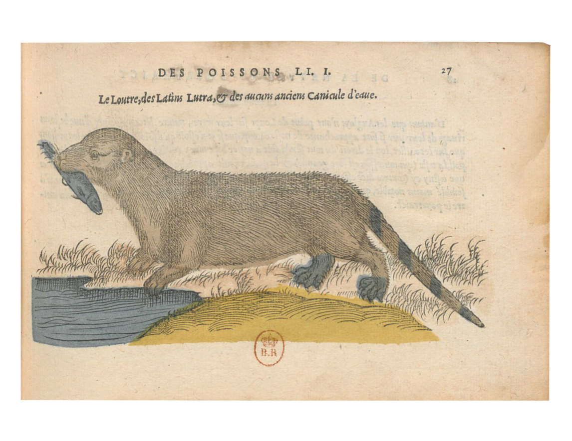 Art Canada Institute, Louis Nicolas, A depiction of the otter in Pierre Belon du Mans’s The Natural History of Fishes (La Nature et diversité des poissons)