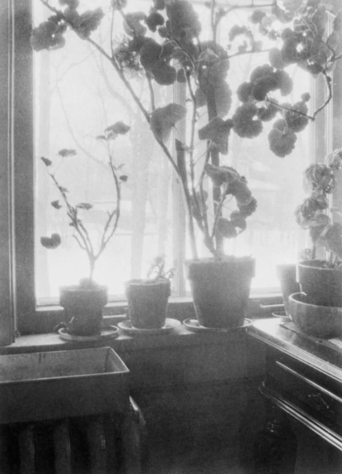 Art Canada Institute, Lionel LeMoine FitzGerald, photograph of geraniums on a window sill, 1943