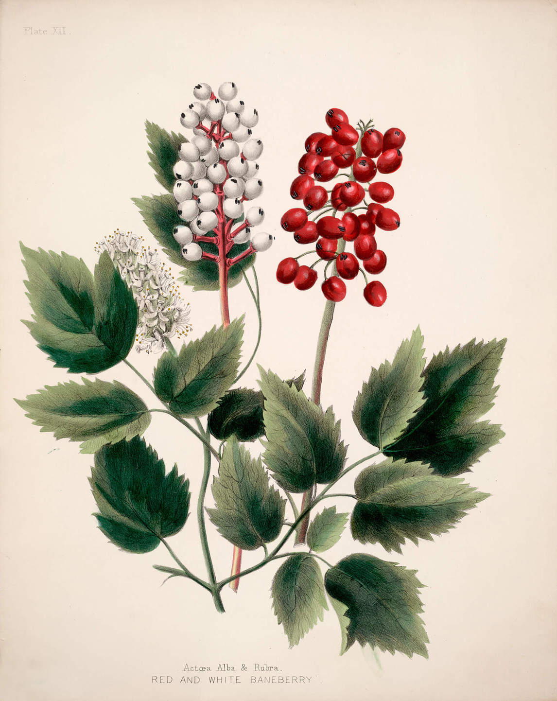 Actoea Alba & Rubra, Red and White Baneberry, 1853, by Maria Frances Ann Morris Miller